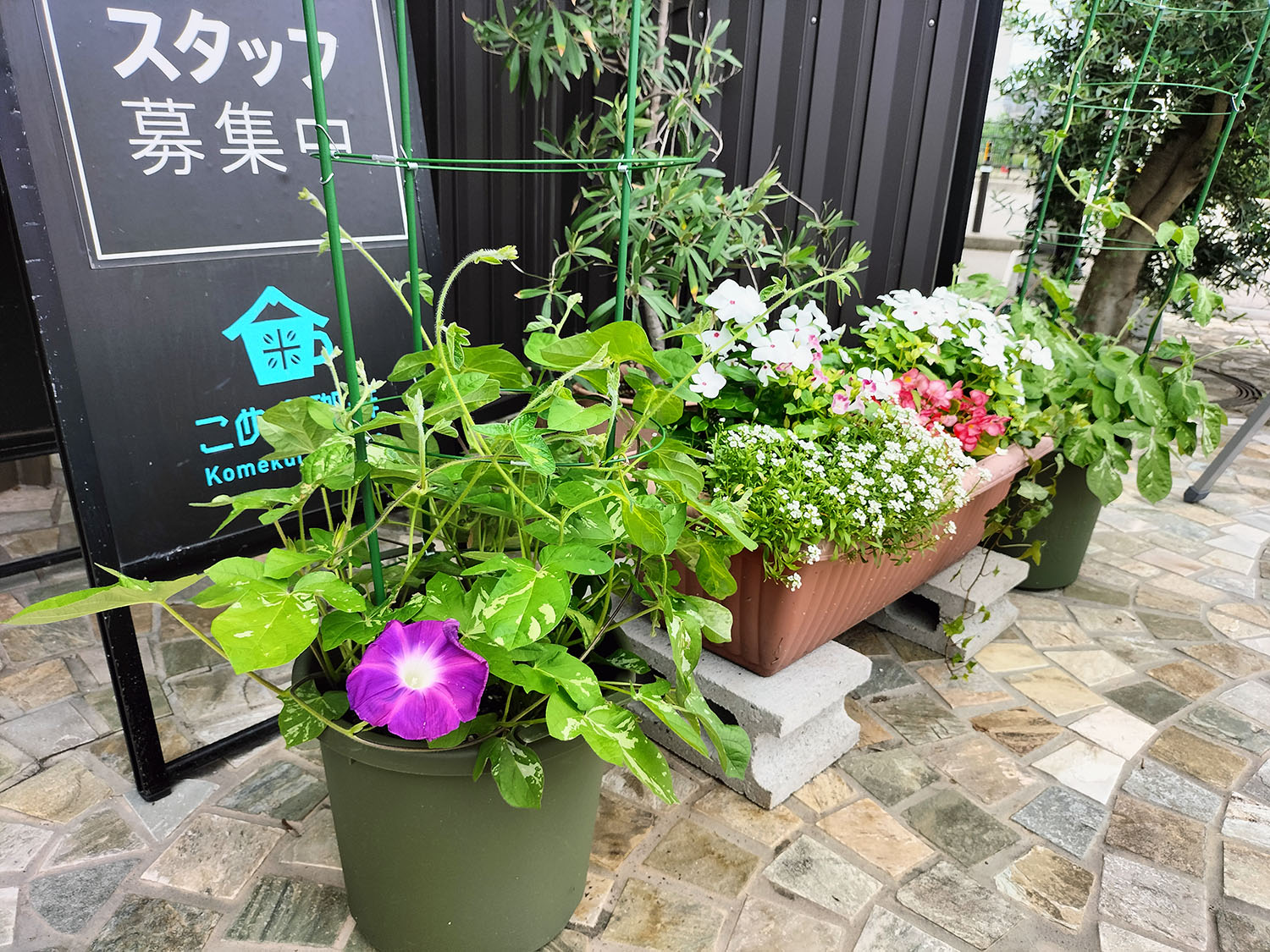 あさがお写真5