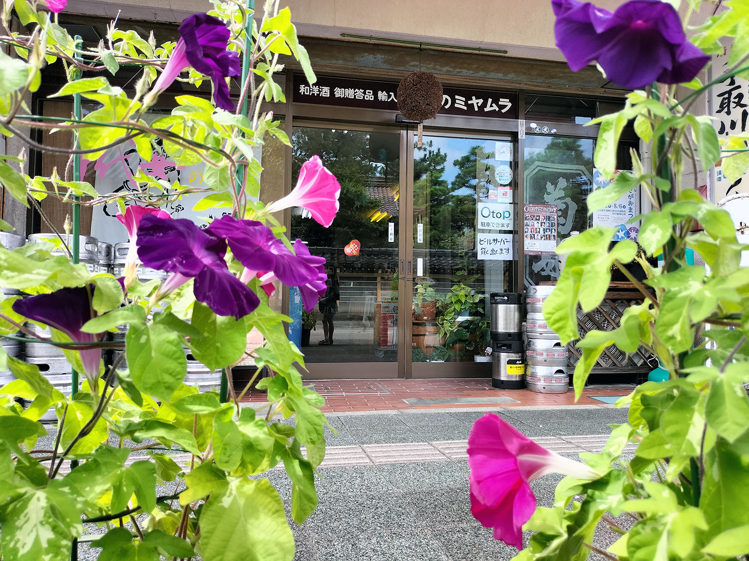あさがお写真9
