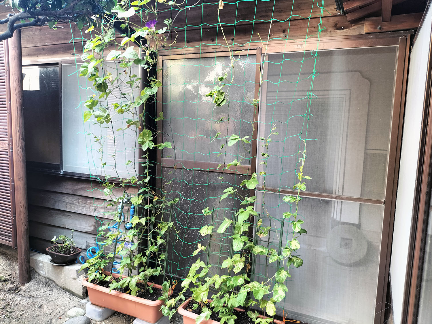 あさがお写真8